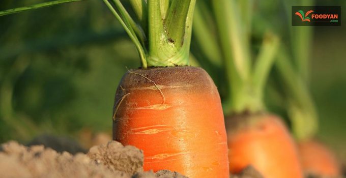 15 Amazing health benefits and uses of carrots (Gajar)︱Foodyan