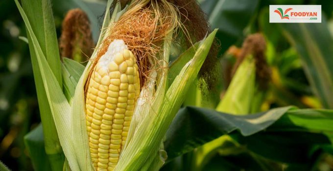 15 amazing health benefits and uses of CORN ┃ Corn nutritional value and calories