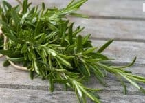 Amazing health benefits and uses of rosemary